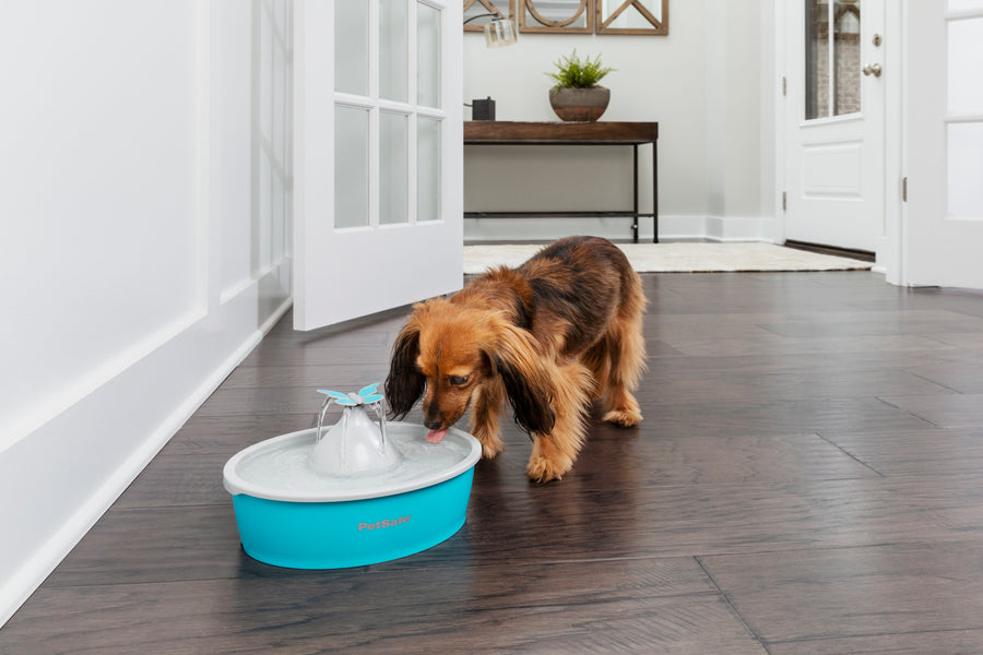 Four 'Pawfect' Products to Keep Cats and Dogs Hydrated and Happy in Hot Weather