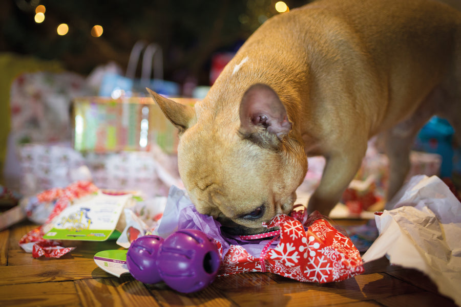 17 seasonal Christmas hazards all pet parents should be aware of