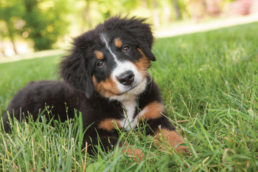 11 Mistakes to Avoid When You Bring Your Puppy Home - The Ultimate Guide