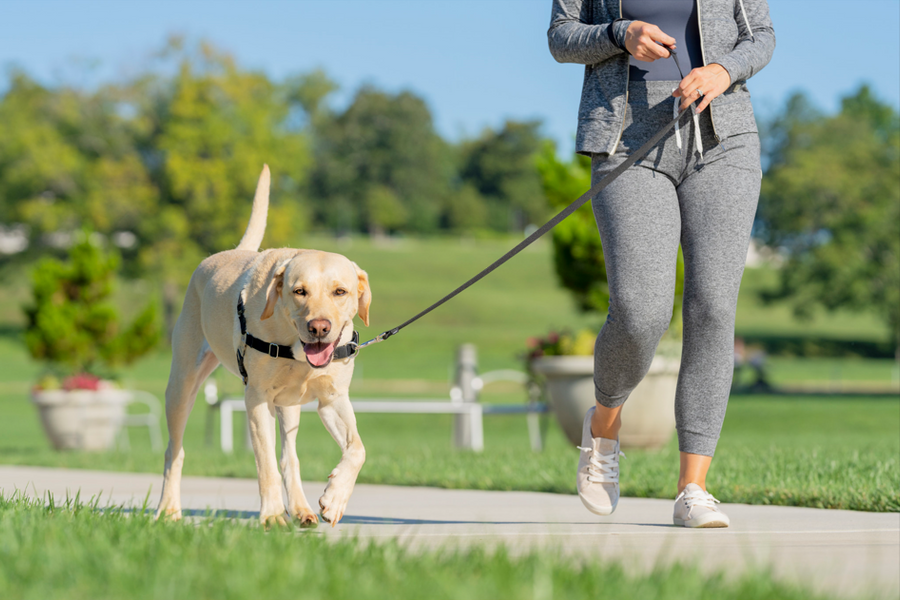 11 Ways to Help Dogs or Cats Lose Weight
