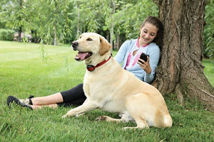 STAY & PLAY® Wireless Fence™ Stubborn Dog Add-A-Dog® Extra Receiver Collar